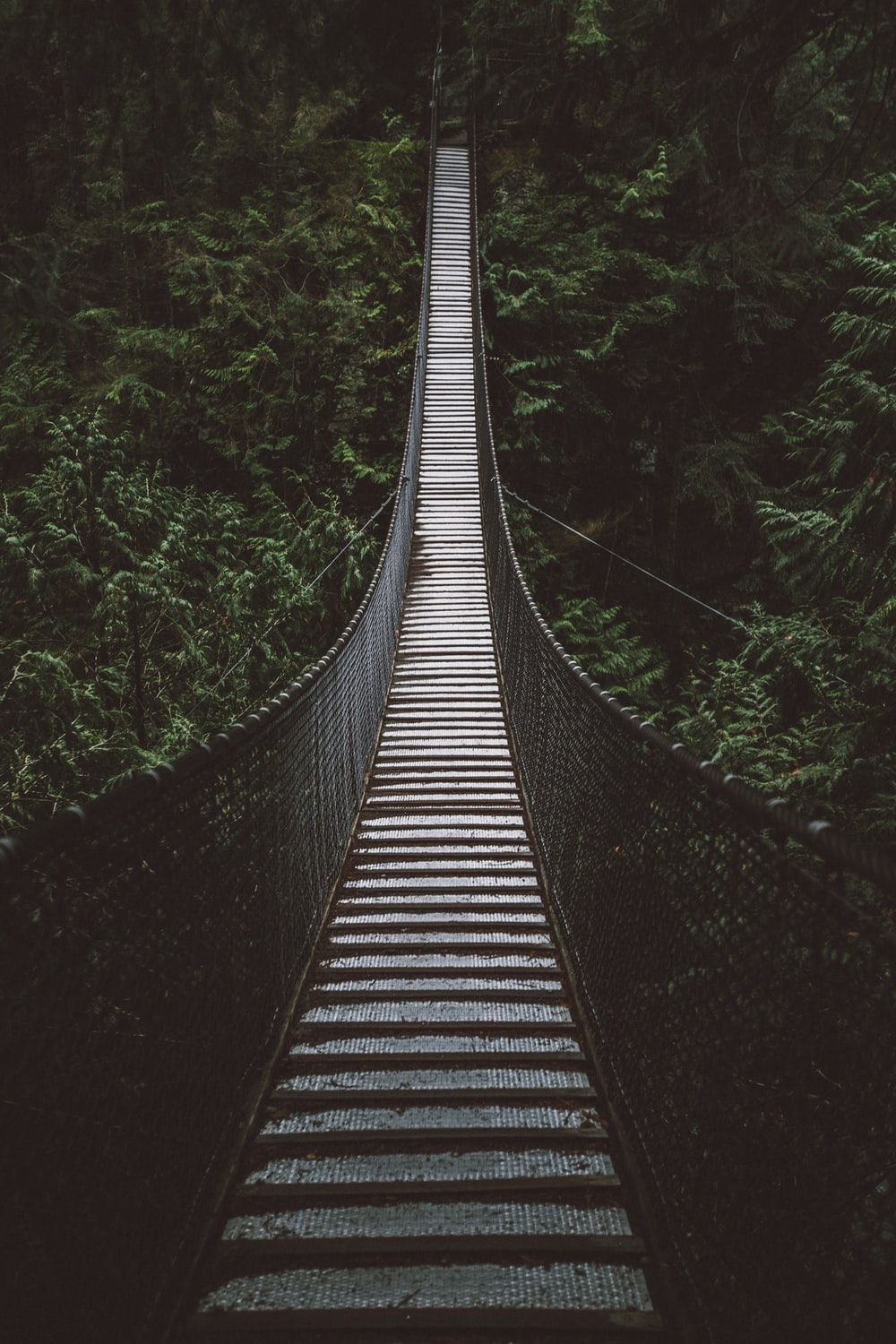 empty hanging footbridge through forest photo