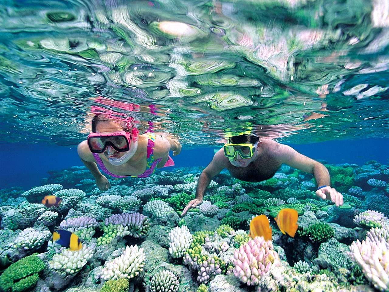 Free download Snorkeling Wallpaper and Background Image stmednet