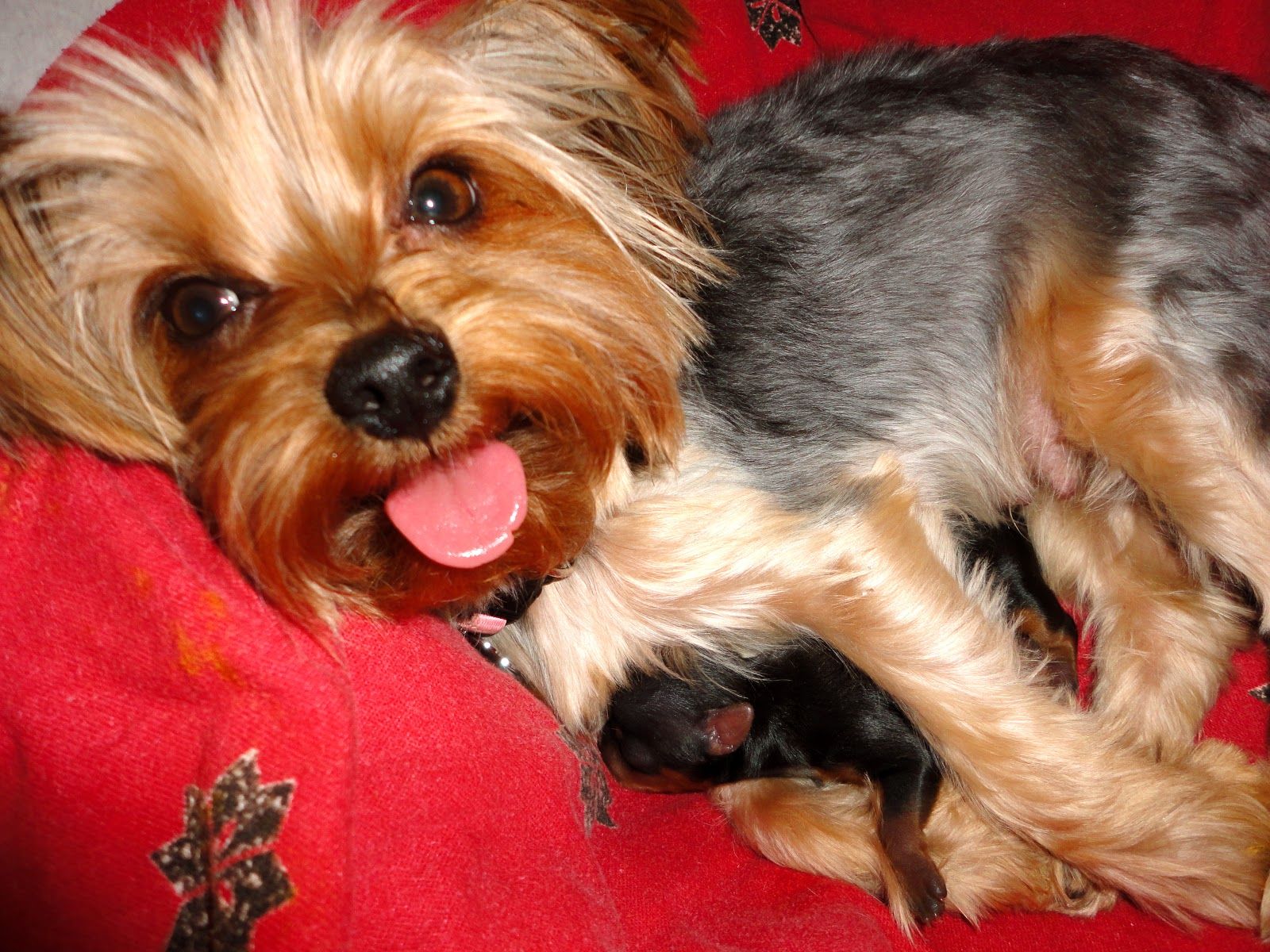 Baby Yorkie Wallpapers - Wallpaper Cave