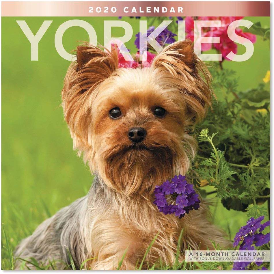 Amazon.com, 2020 Yorkies Wall Calendar (LME3231020), Office Products
