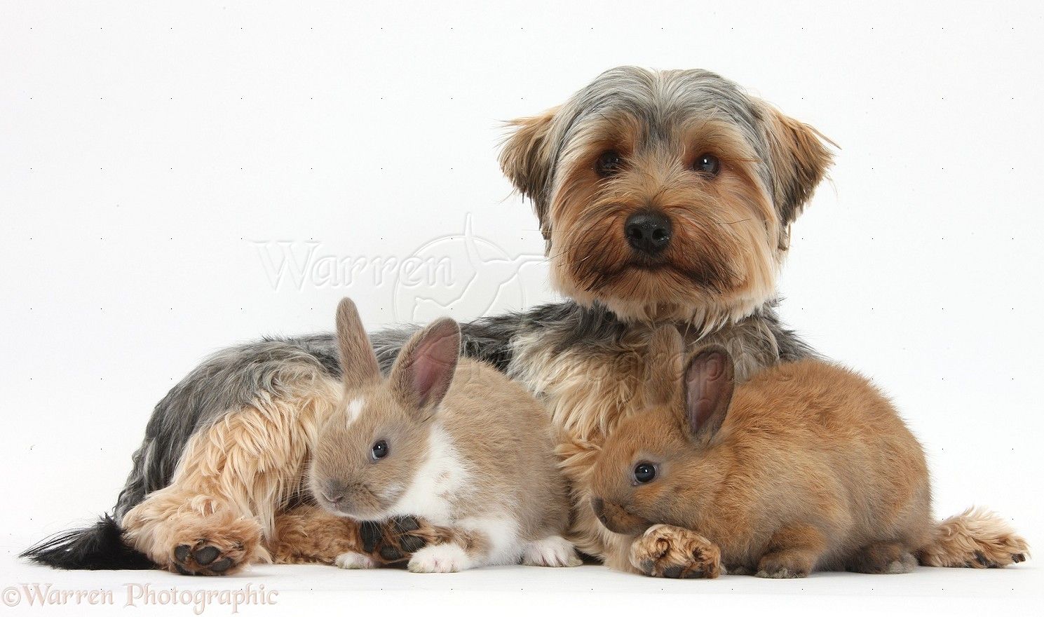 Free download yorkies wallpaper weddingdressincom [1489x880]