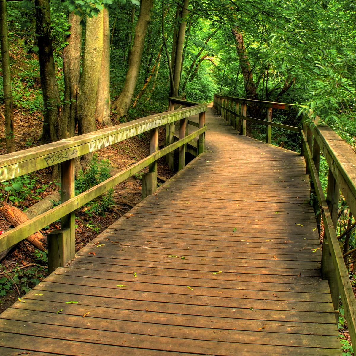 Empty wooden footbridge in the middle of woods, toronto HD