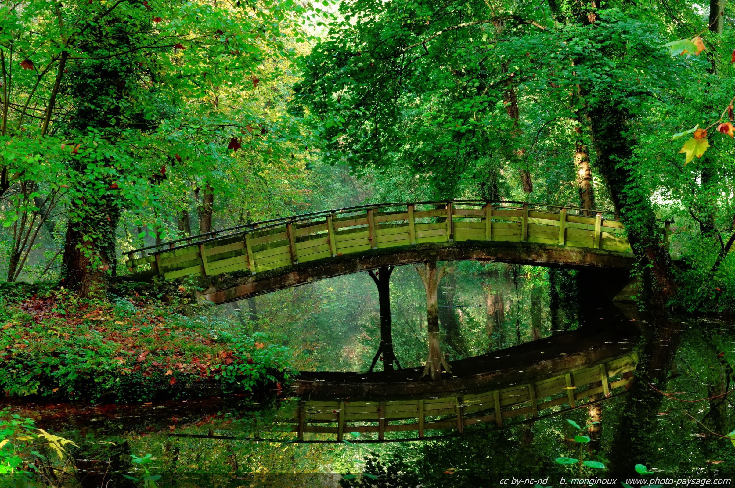 A footbridge reflecting in water in the forest / Other woods