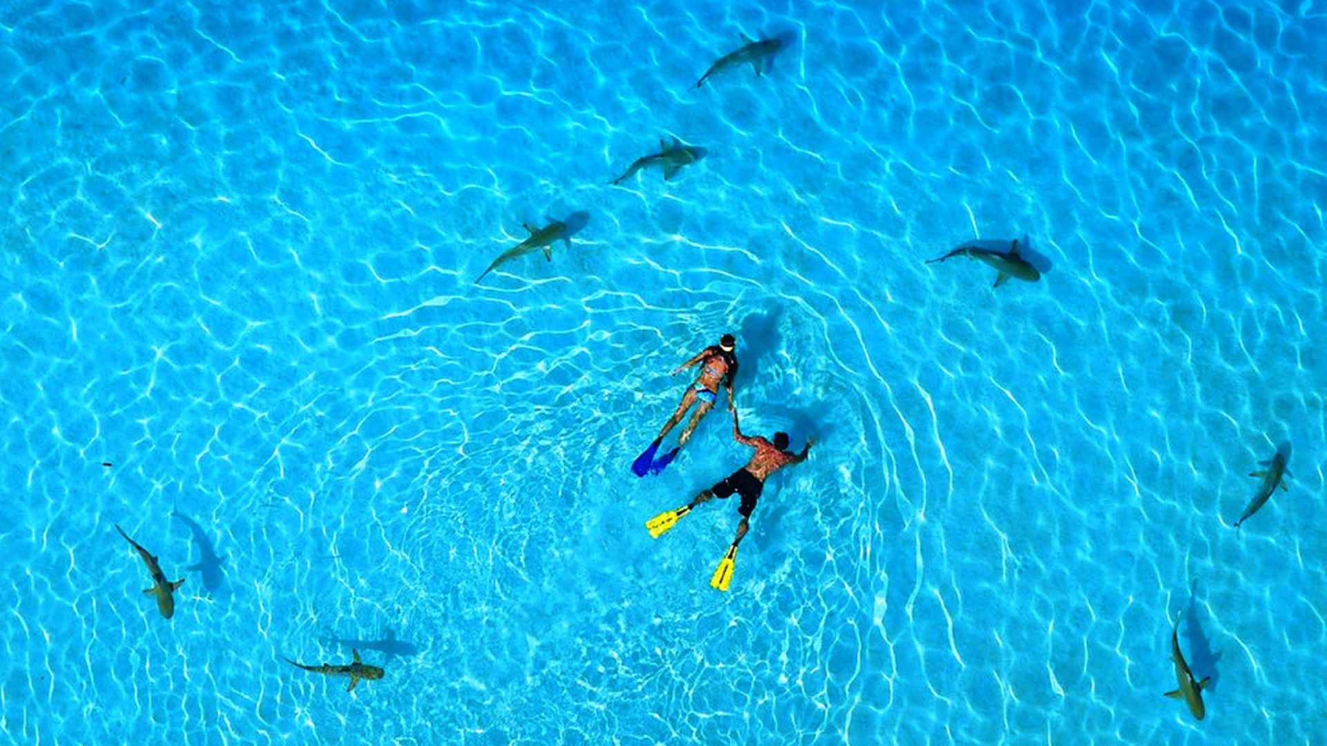 Download 1920x1080 Snorkeling with Sharks in French Polynesia