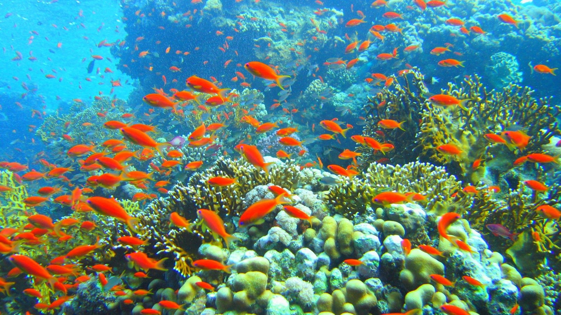 Download Fish 1080P 1920x1080 HD Wallpaper. Sea life wallpaper