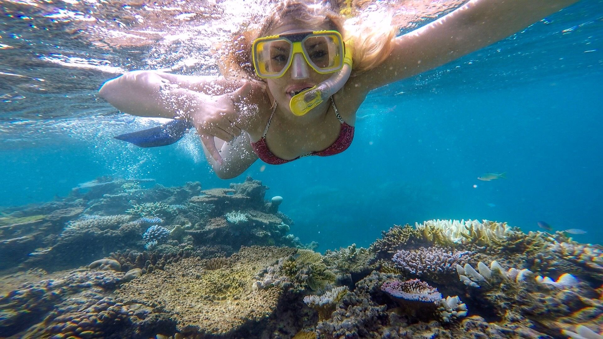 Snorkeling at The Great Barrier Reef