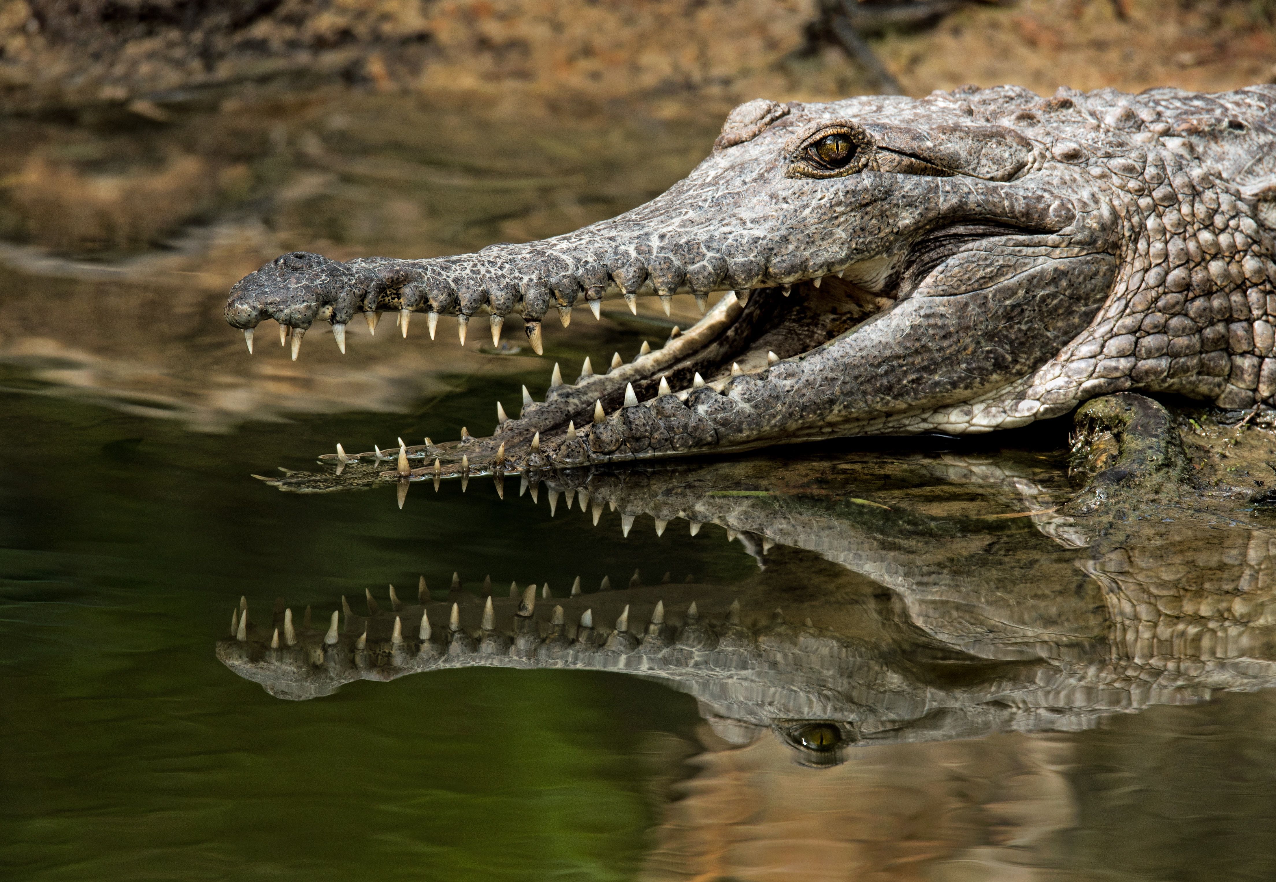 Crocodile Picture. Download Free Image