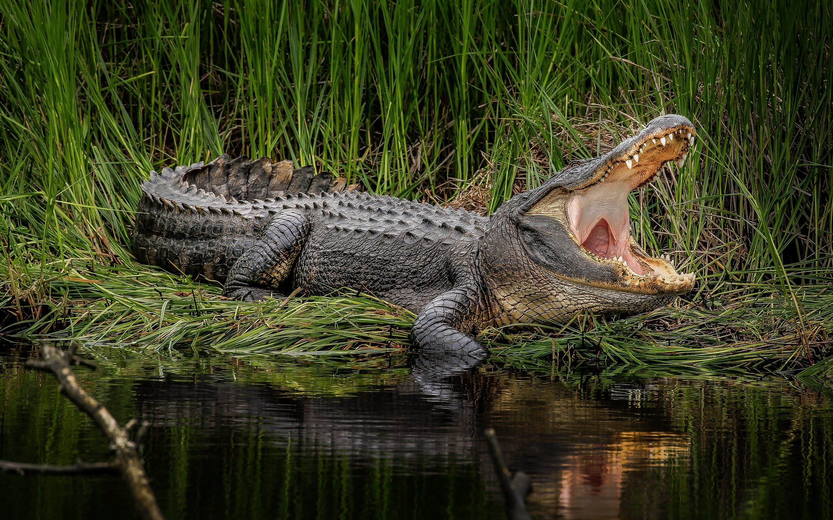Black crocodile, animals, crocodiles HD wallpaper