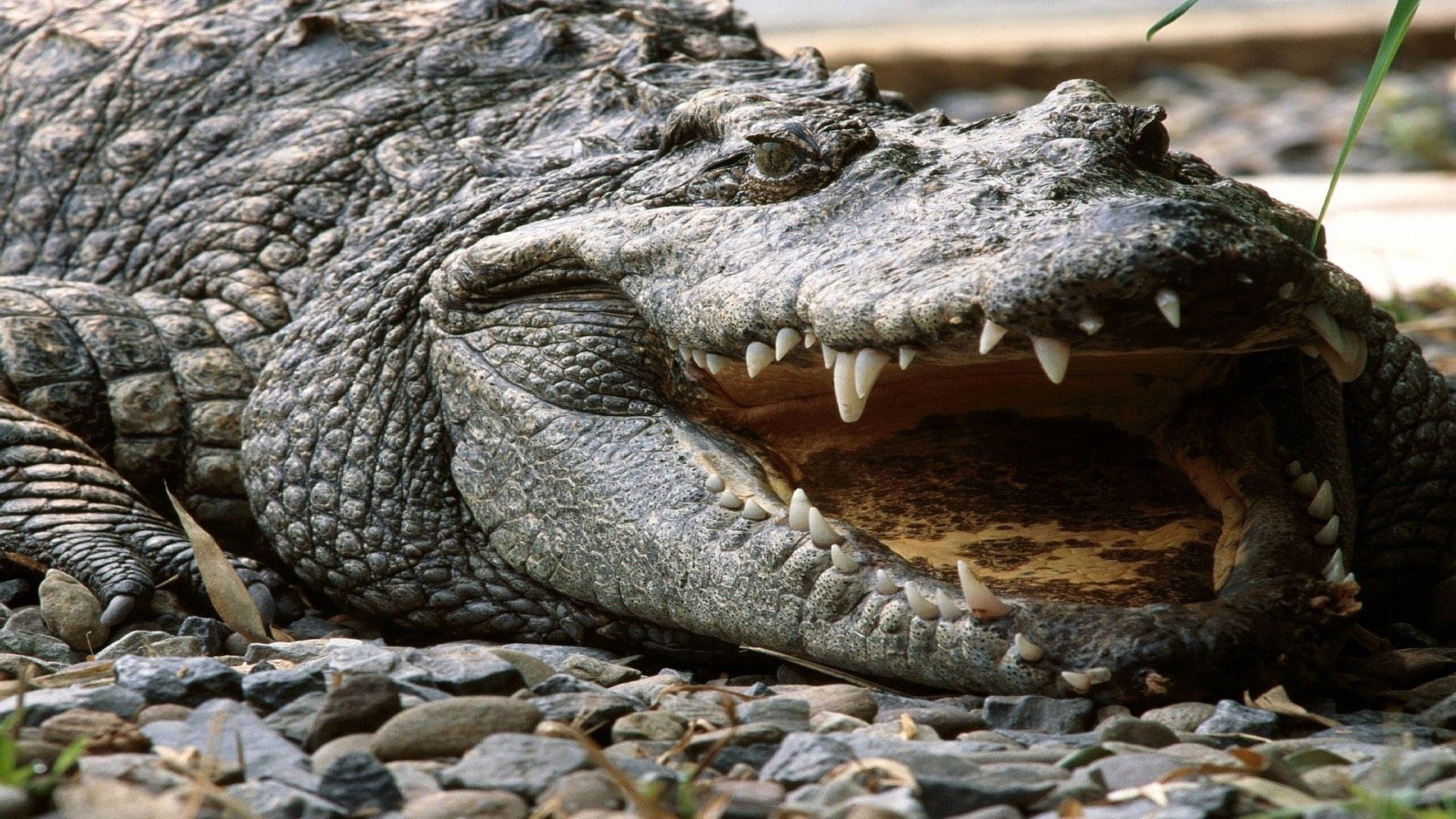 Best & Inspirational High Quality Crocodile Background
