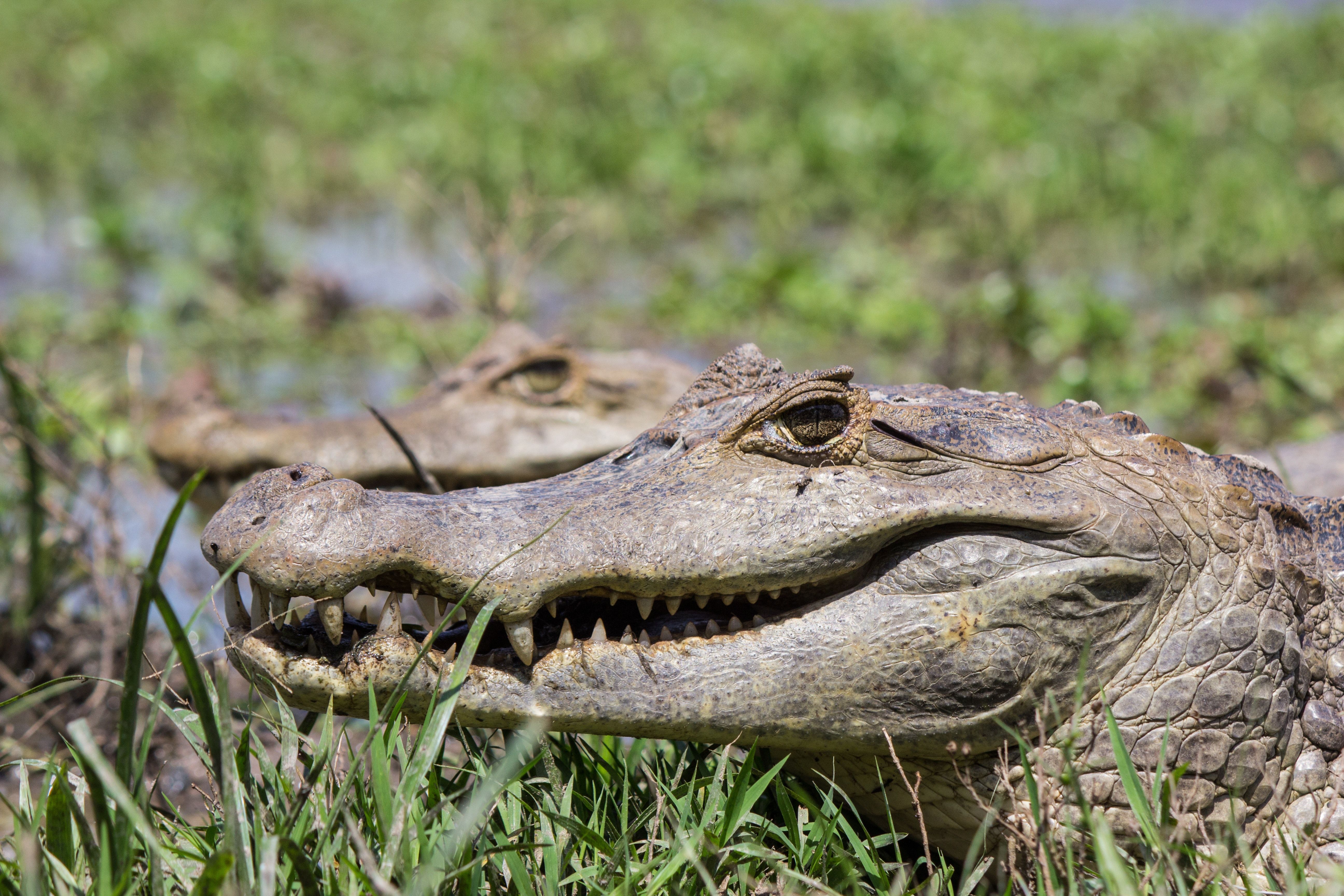Free of caiman llanero, Crocodile, crocodylus intermedius