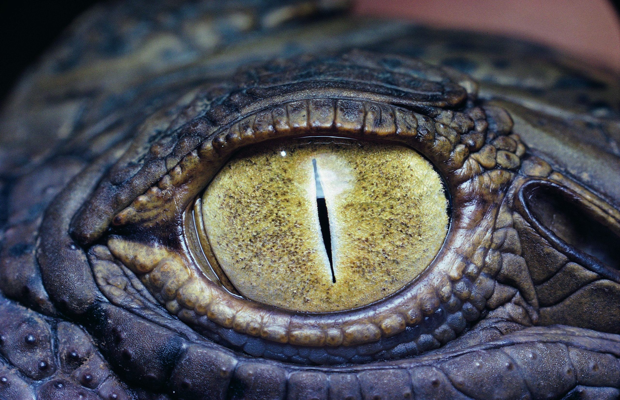 Eye of the crocodile