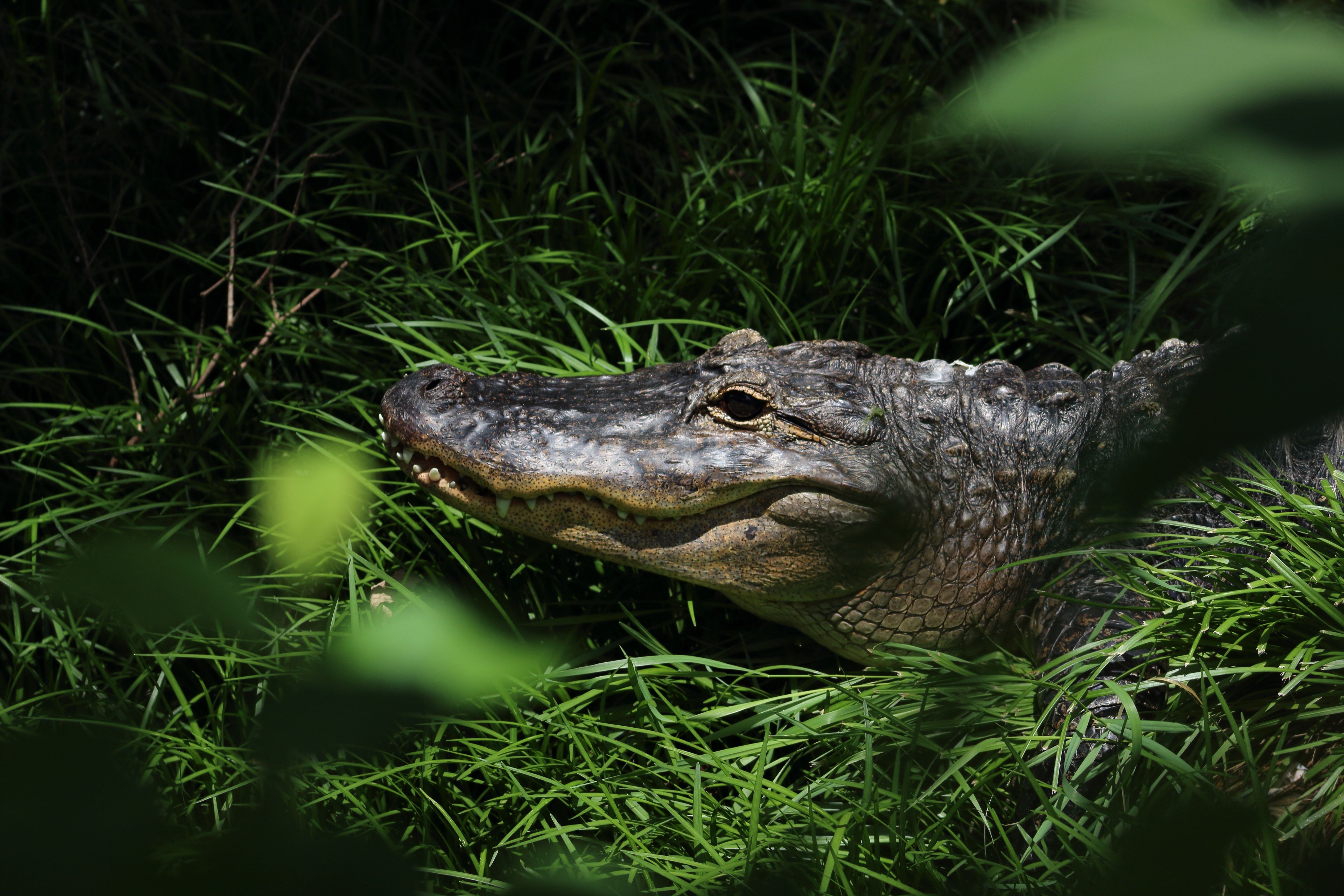 Caiman Picture. Download Free Image