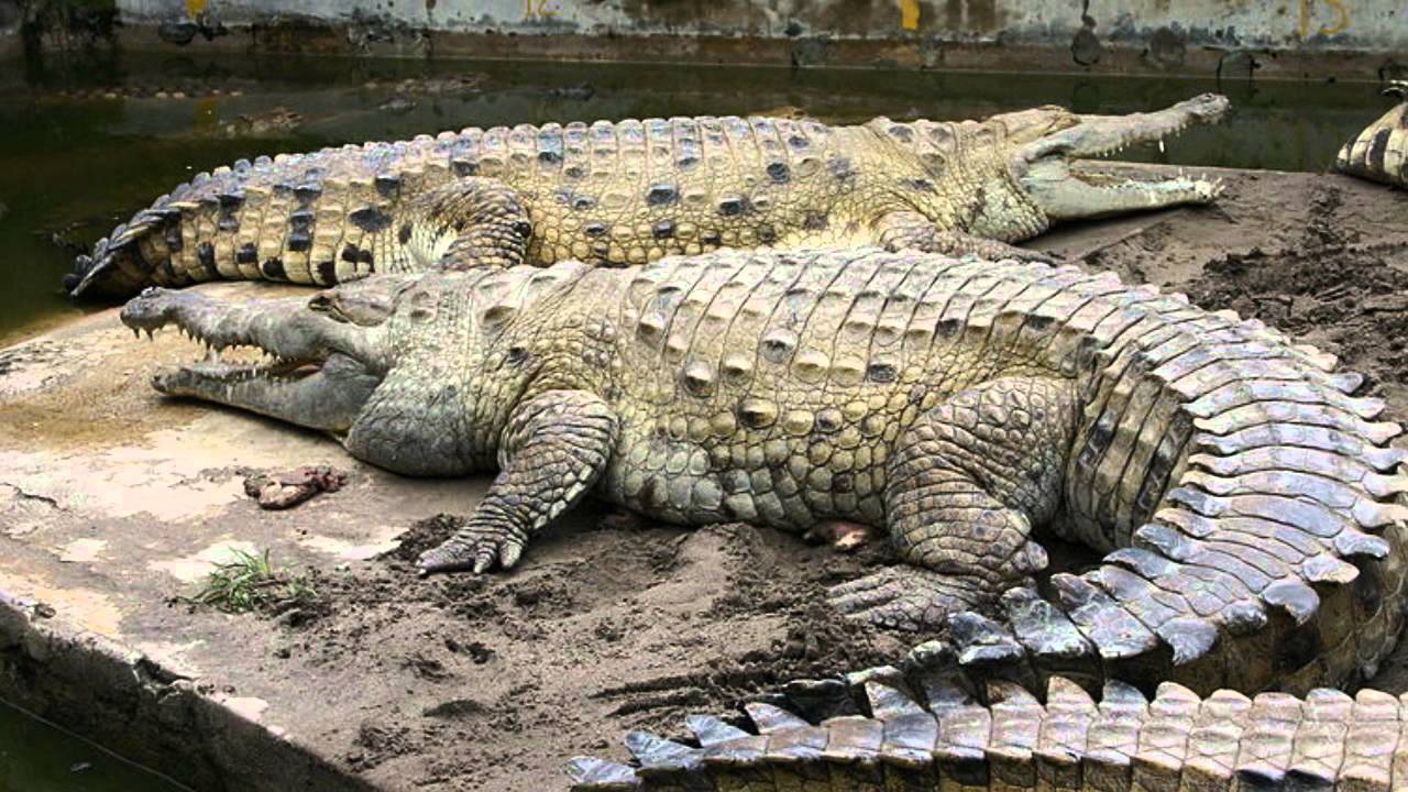 Crocodile Sounds and Picture for Teaching