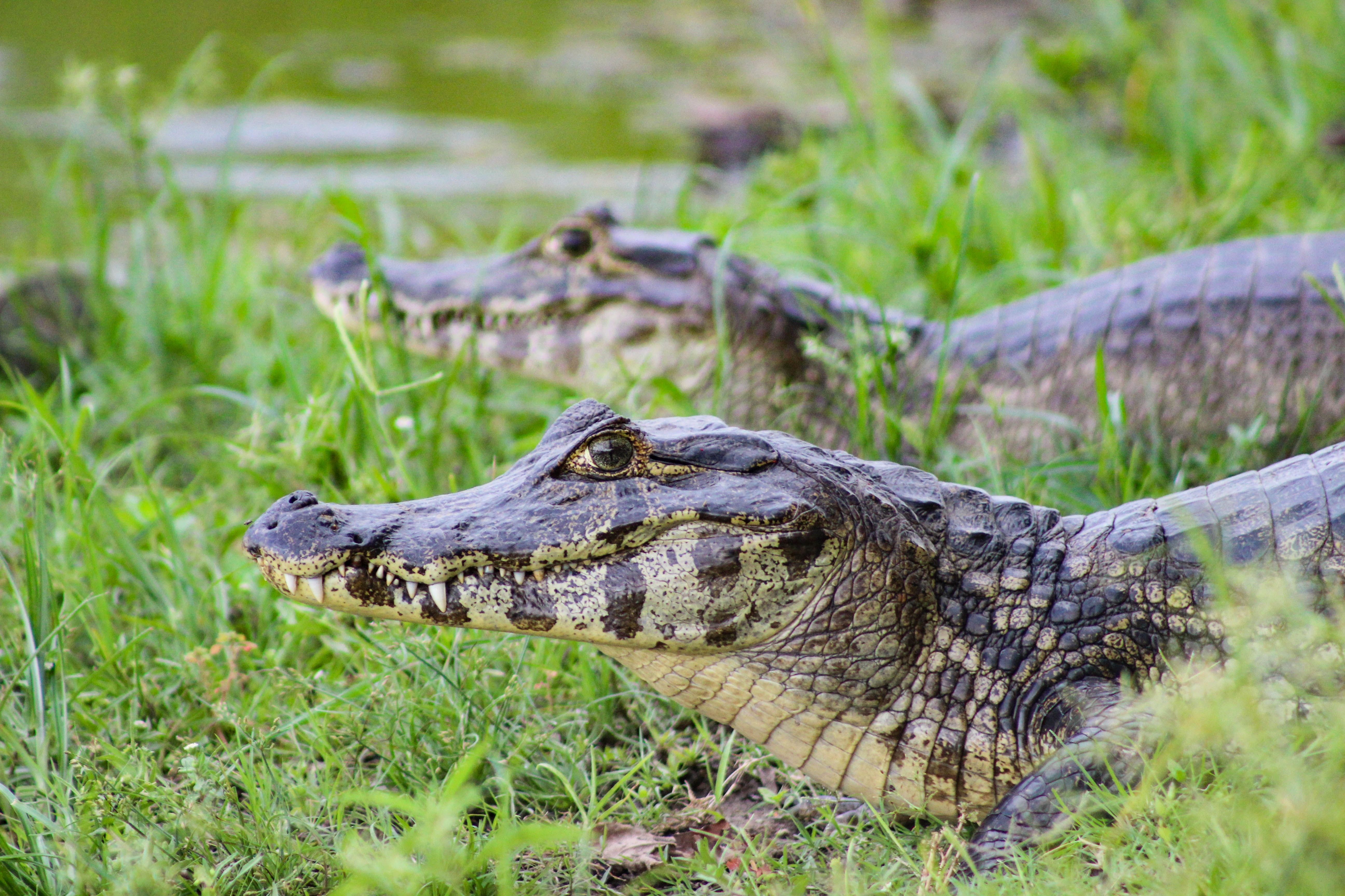 Caiman Picture. Download Free Image