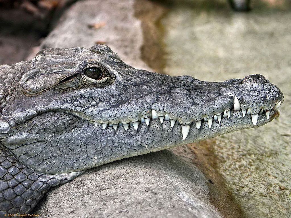 Found on Bing from wallpaper.imcphoto.net. Crocodile picture