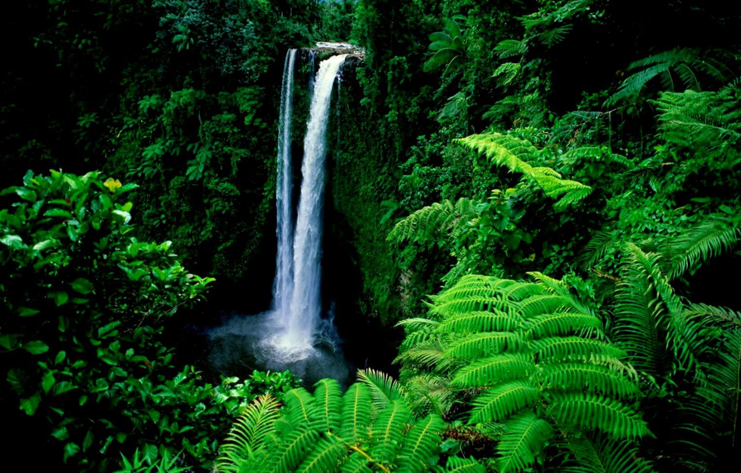 Waterfall Fresh Trees River Forest Lush Green Wallpaper