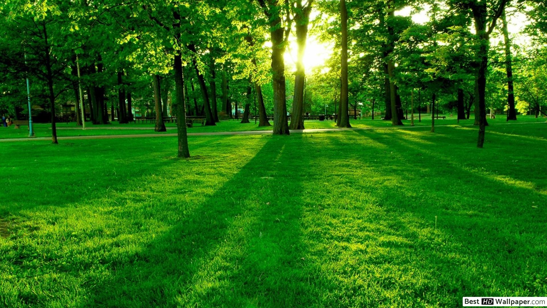 Green forest and light HD wallpaper download