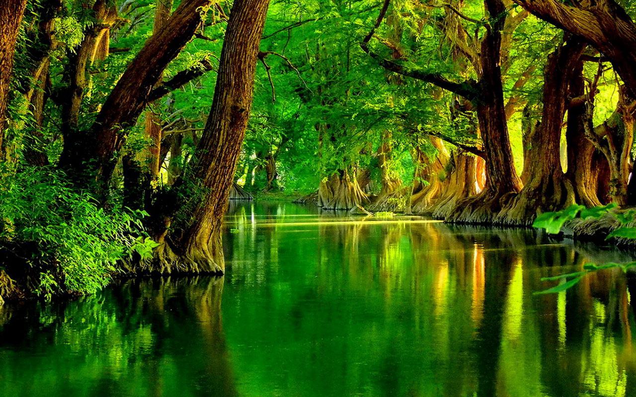 Free download Green Forest HD Wallpaper Daily Background in HD