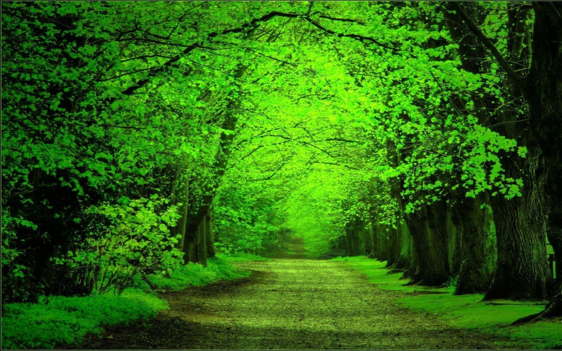Green Forest HD Wallpapers Wallpaper Cave