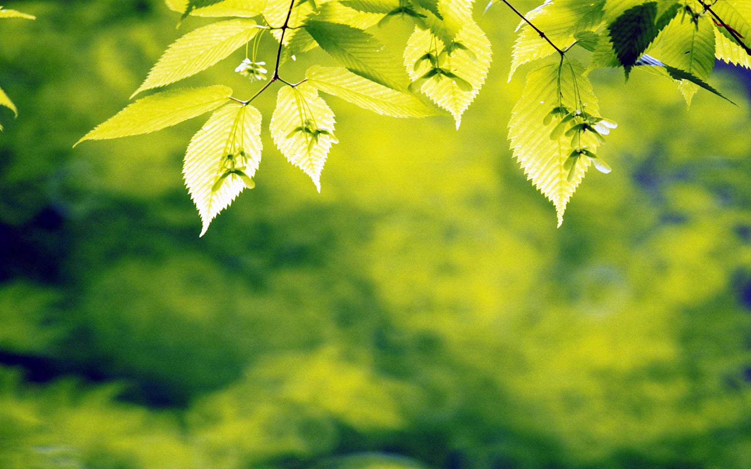 Green Forest Yellow Forest Background, HD Wallpaper