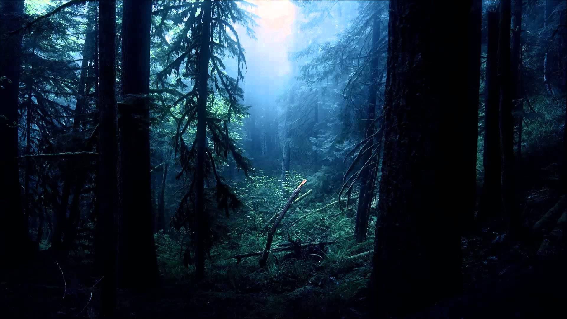 dark, Forest, Light, Spooky Wallpaper HD / Desktop and Mobile