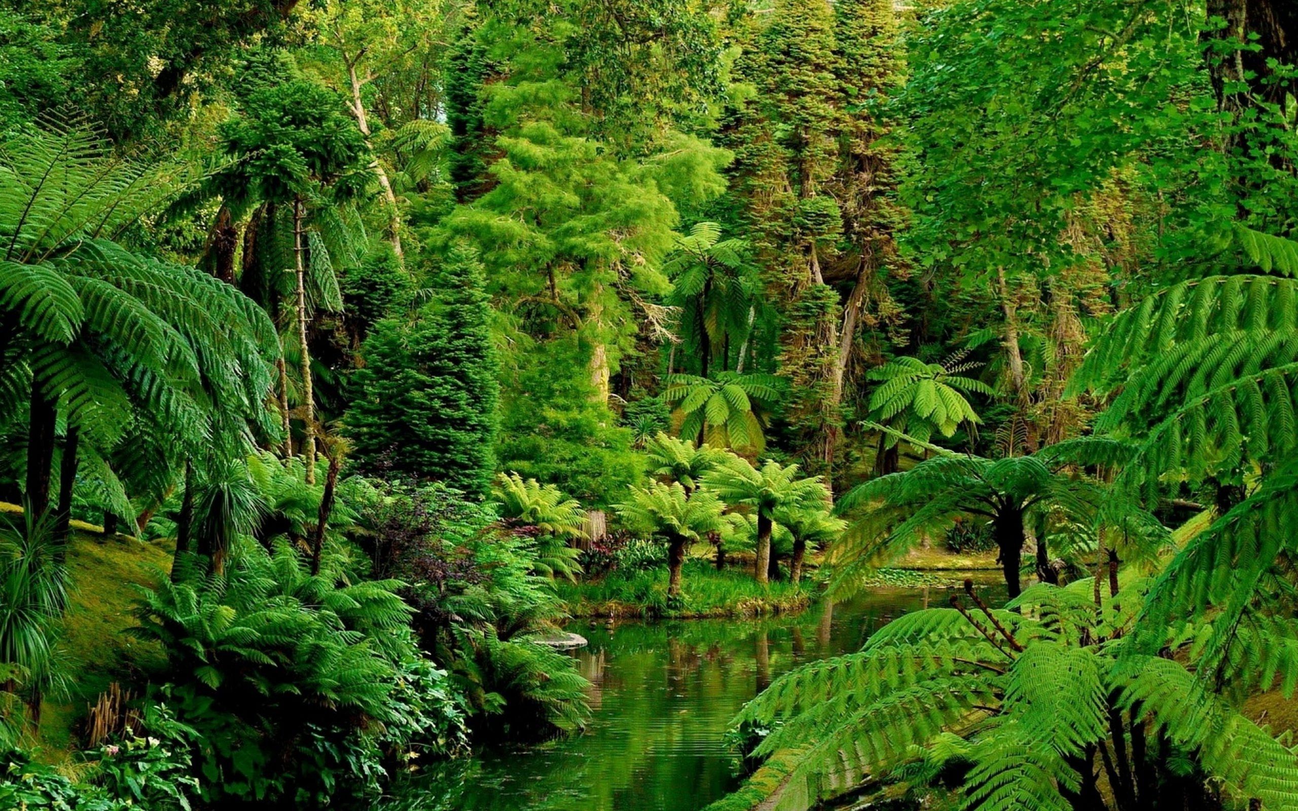 Forest Jungle Valley Green HD wallpaper. nature and landscape