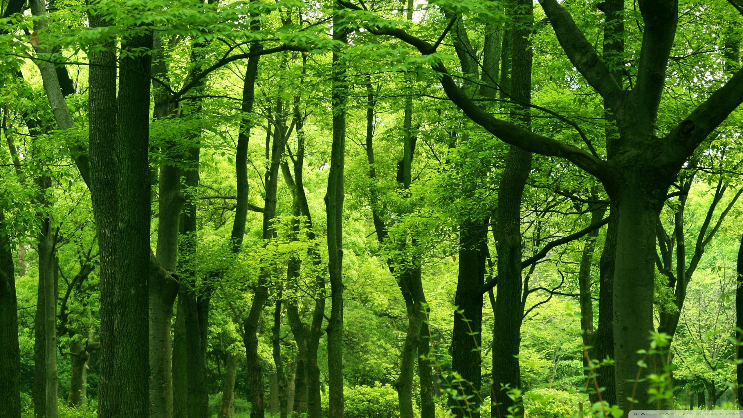 Green Forest, Summer Ultra HD Desktop Background Wallpaper for 4K