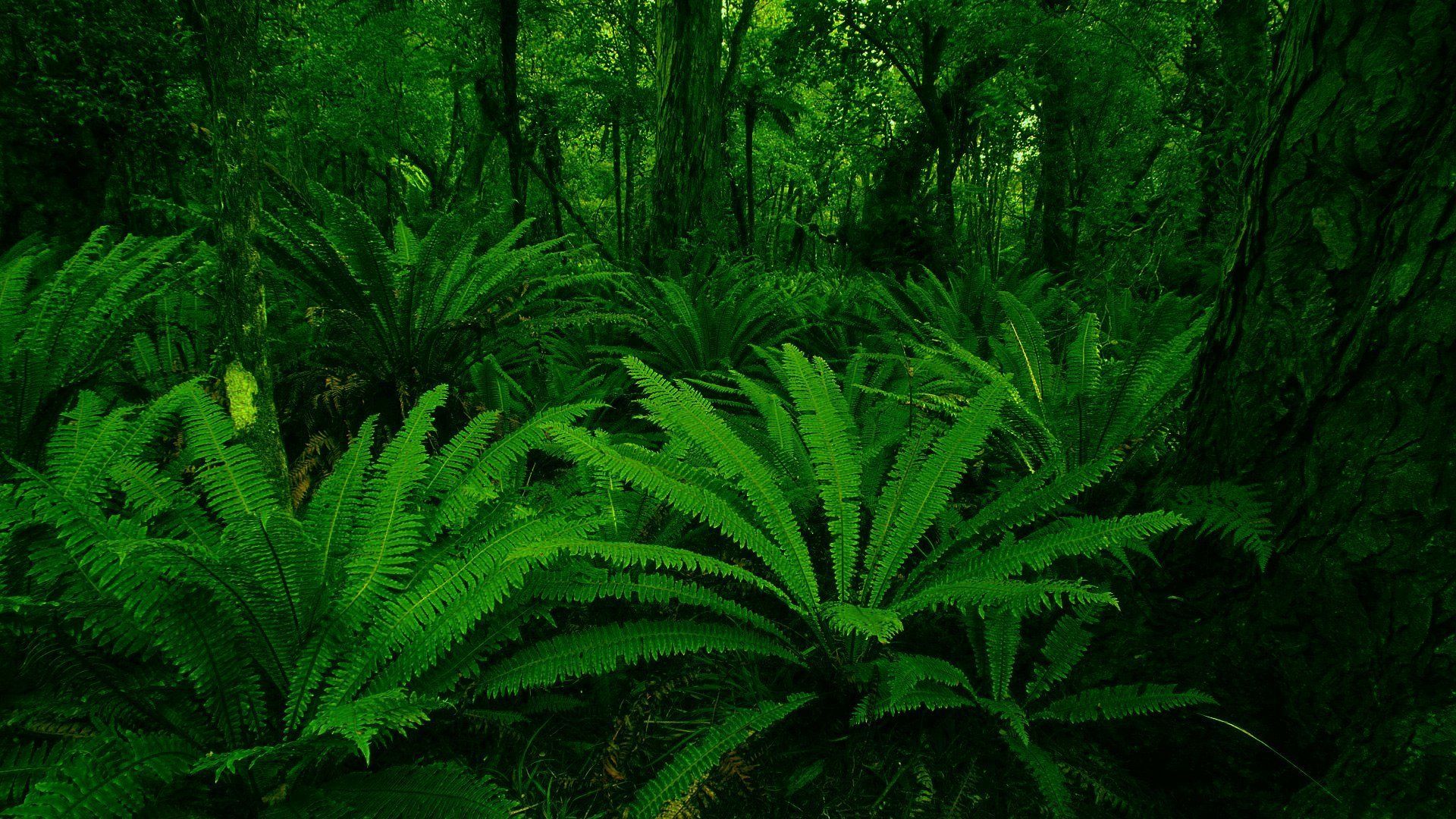 Desktop Wallpaper Forest Green