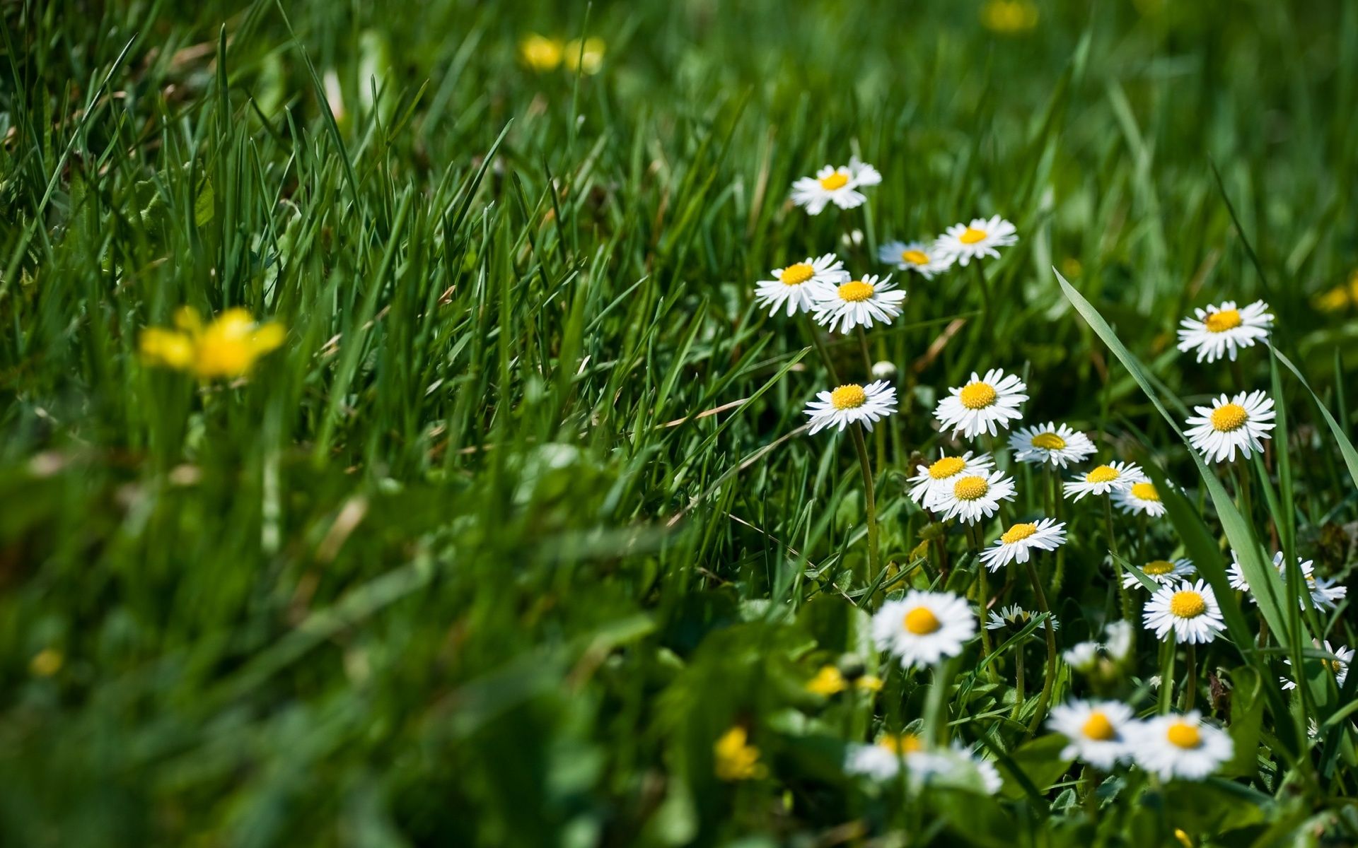 Spring Flowers and Grass desktop PC and Mac wallpaper