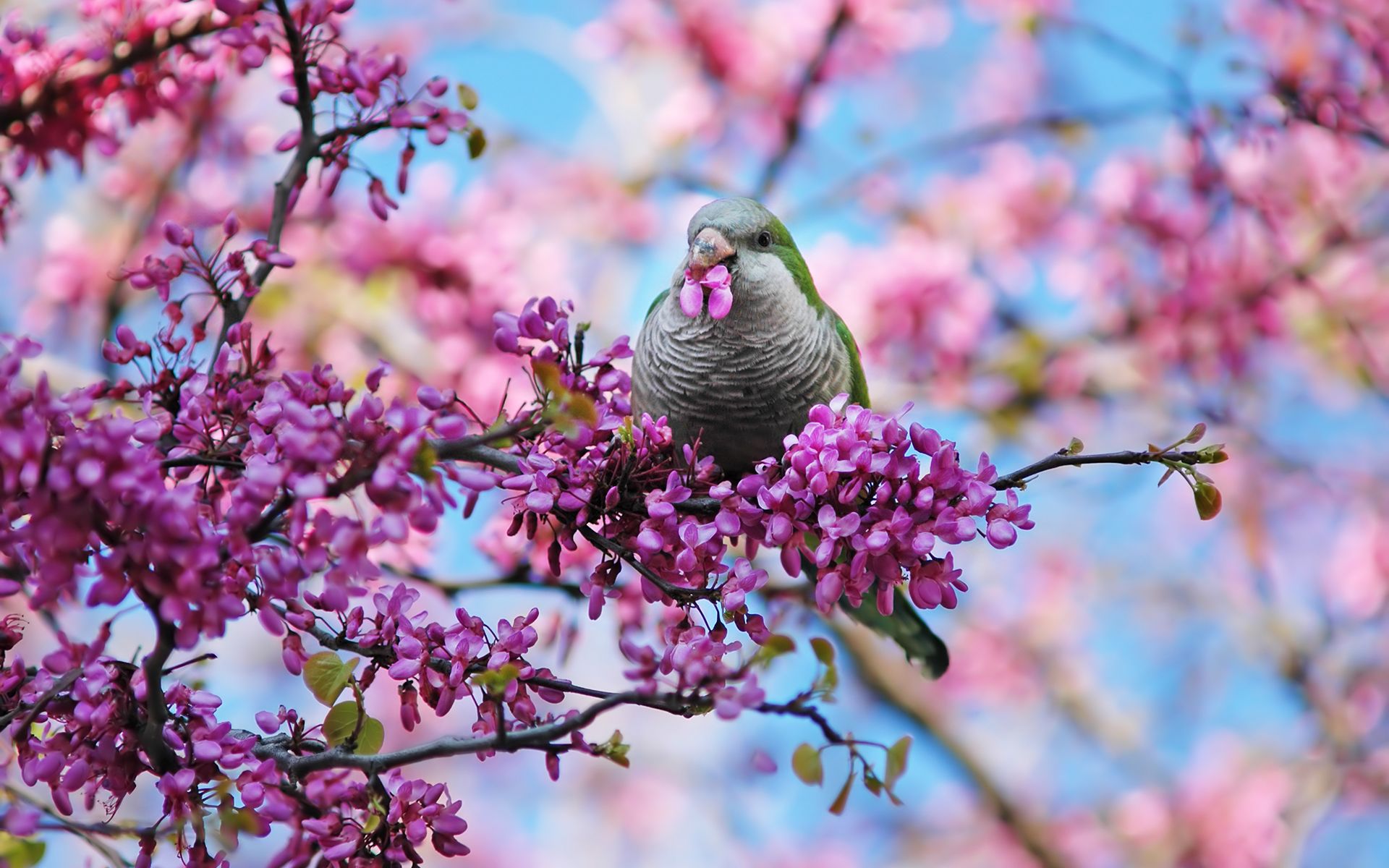 Spring blooms bird