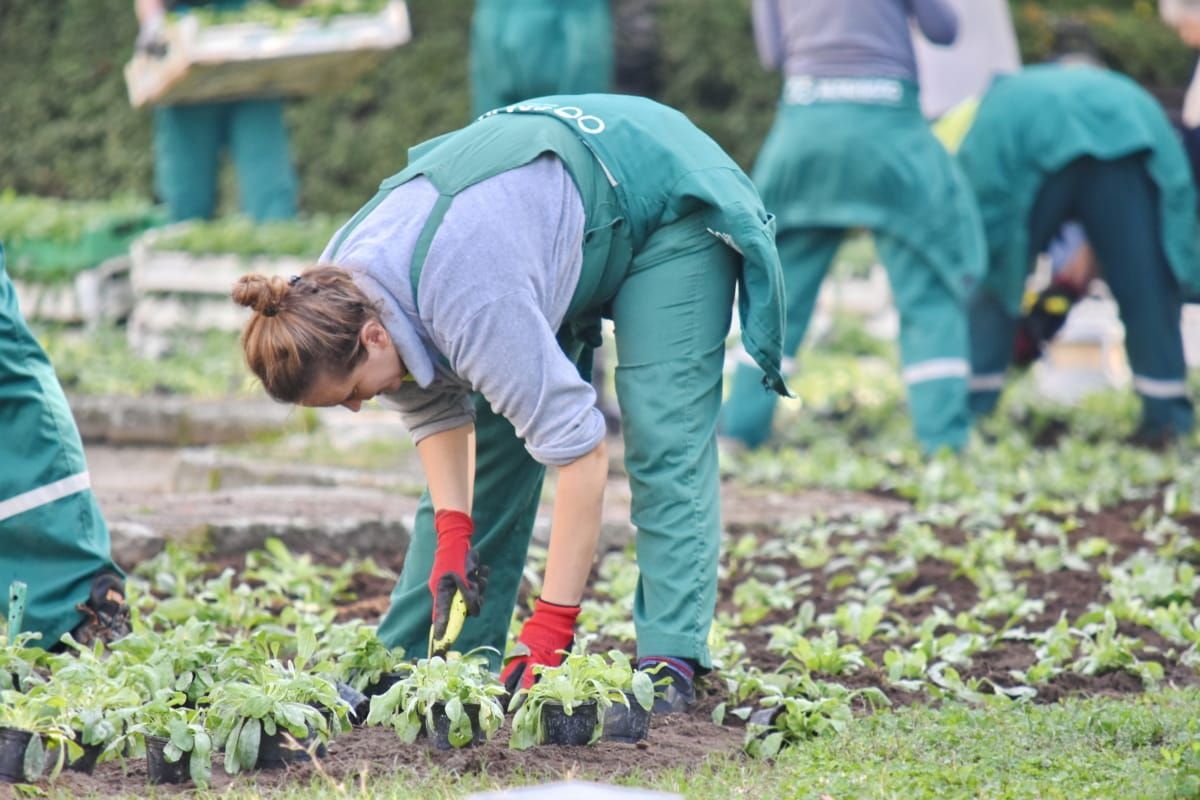 Free picture: employee, flower garden, gardening, planter