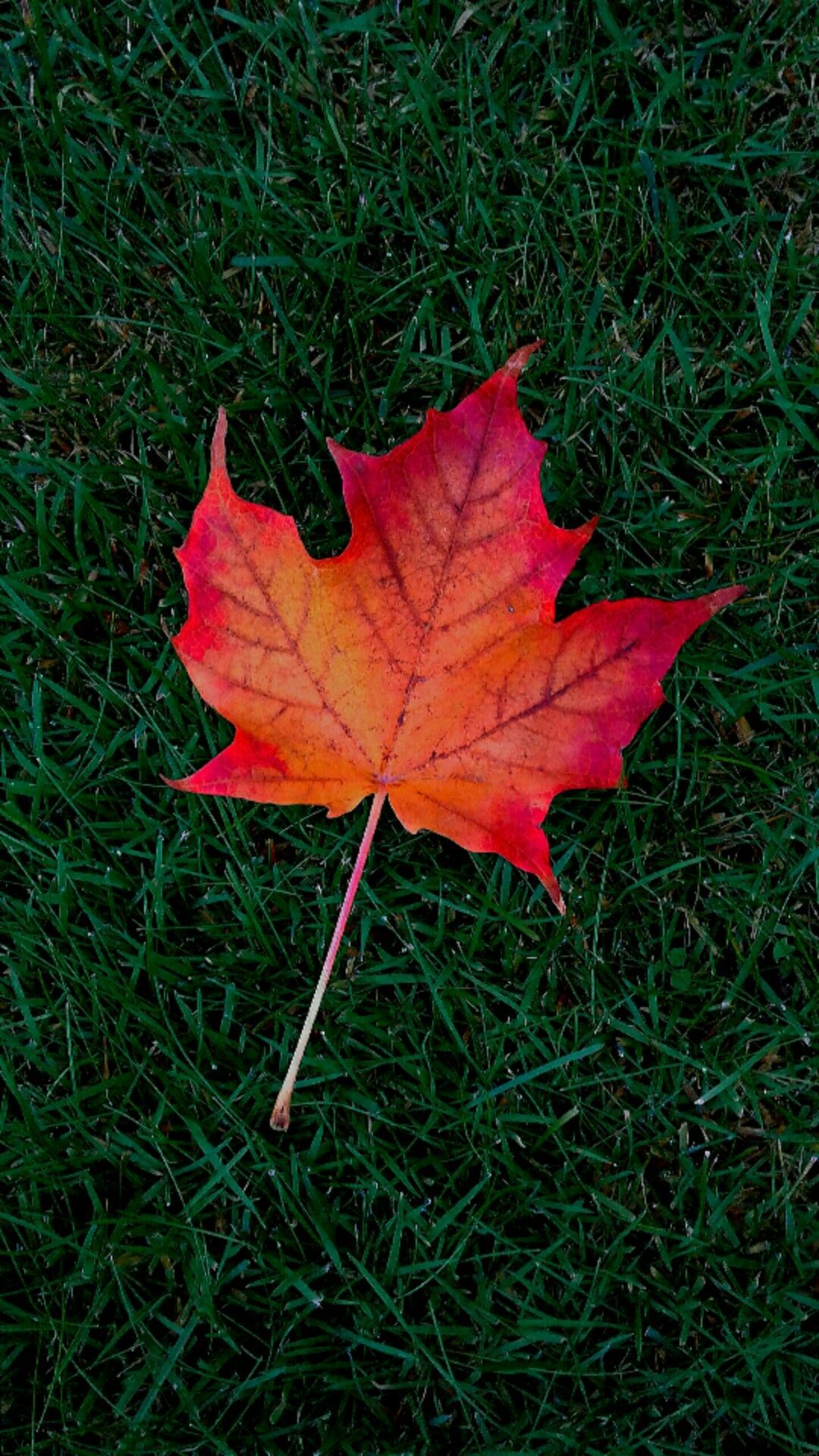 Maple Leaf Cellphone Wallpaper Lock Screen, Autumn, Leaf