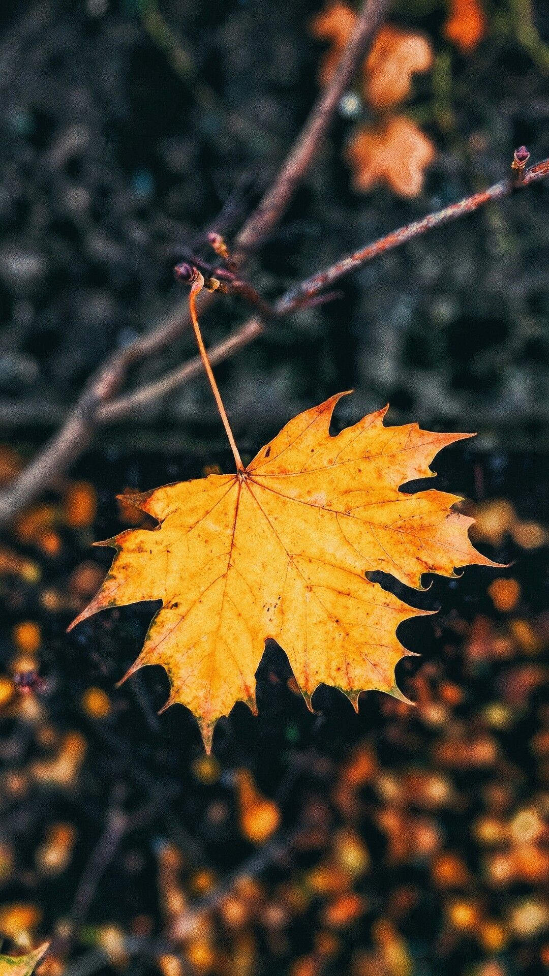 Leaf Mobile Wallpapers - Wallpaper Cave