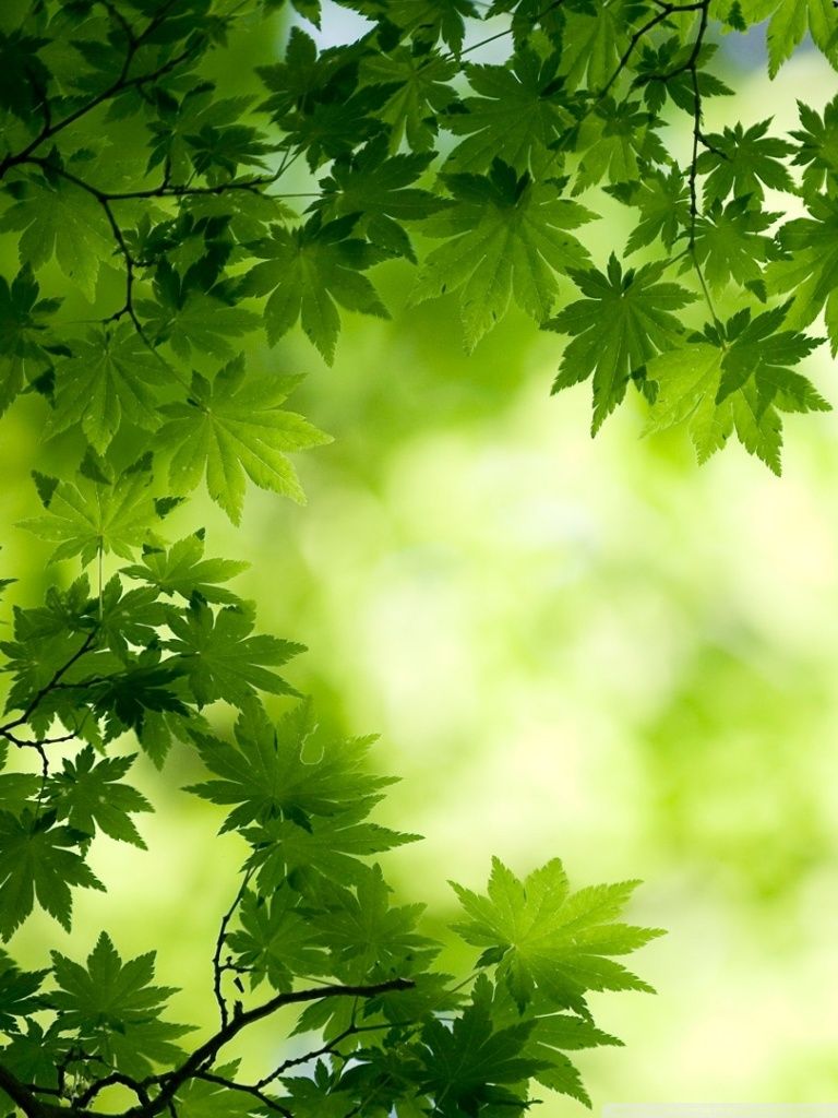 Green Maple Leaves Ultra HD Desktop Background Wallpaper for 4K