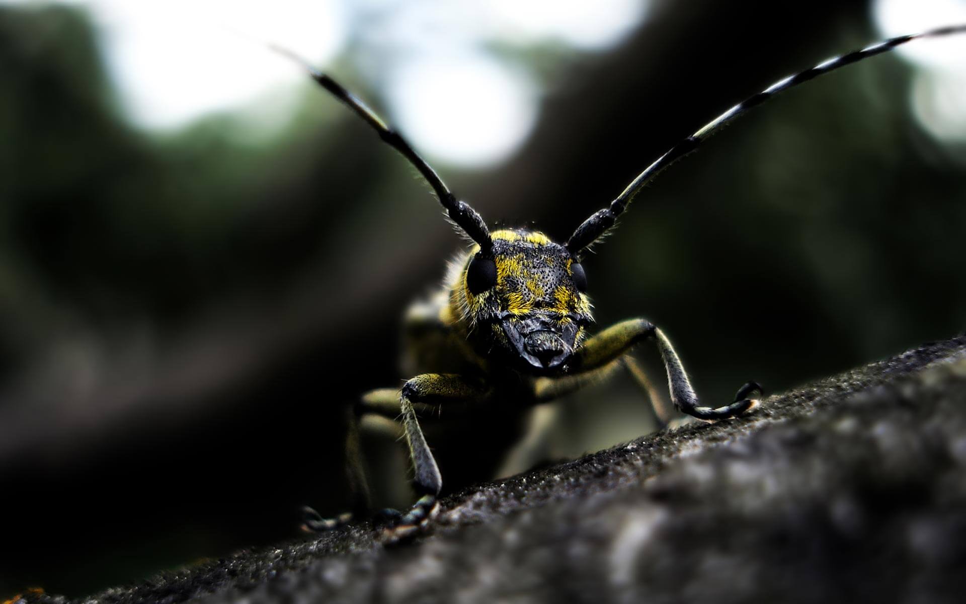 Mind Blowing Examples Of Macro Photography Cgfrog HD