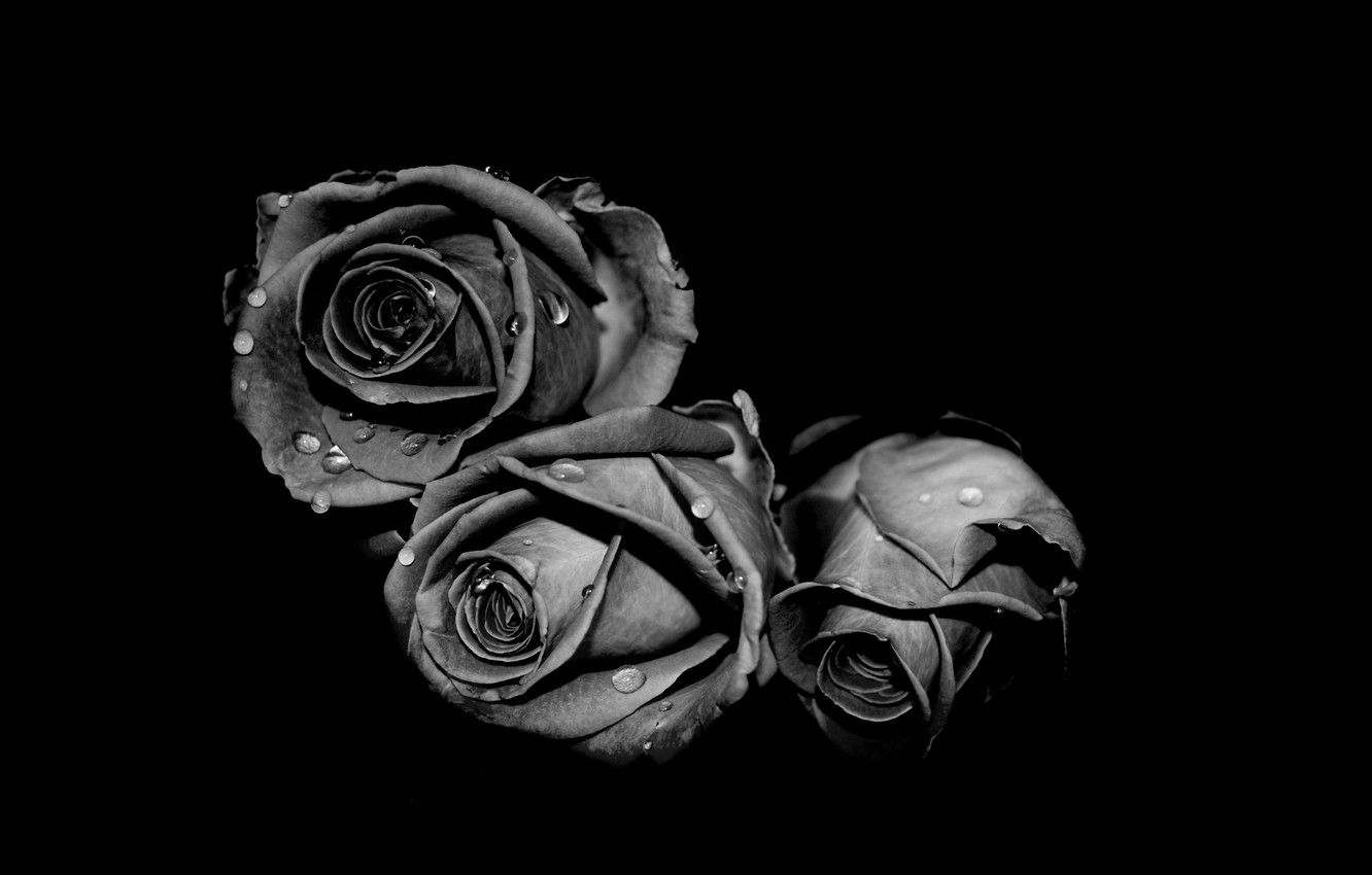 Wallpaper white, drops, grey, black, roses image for desktop