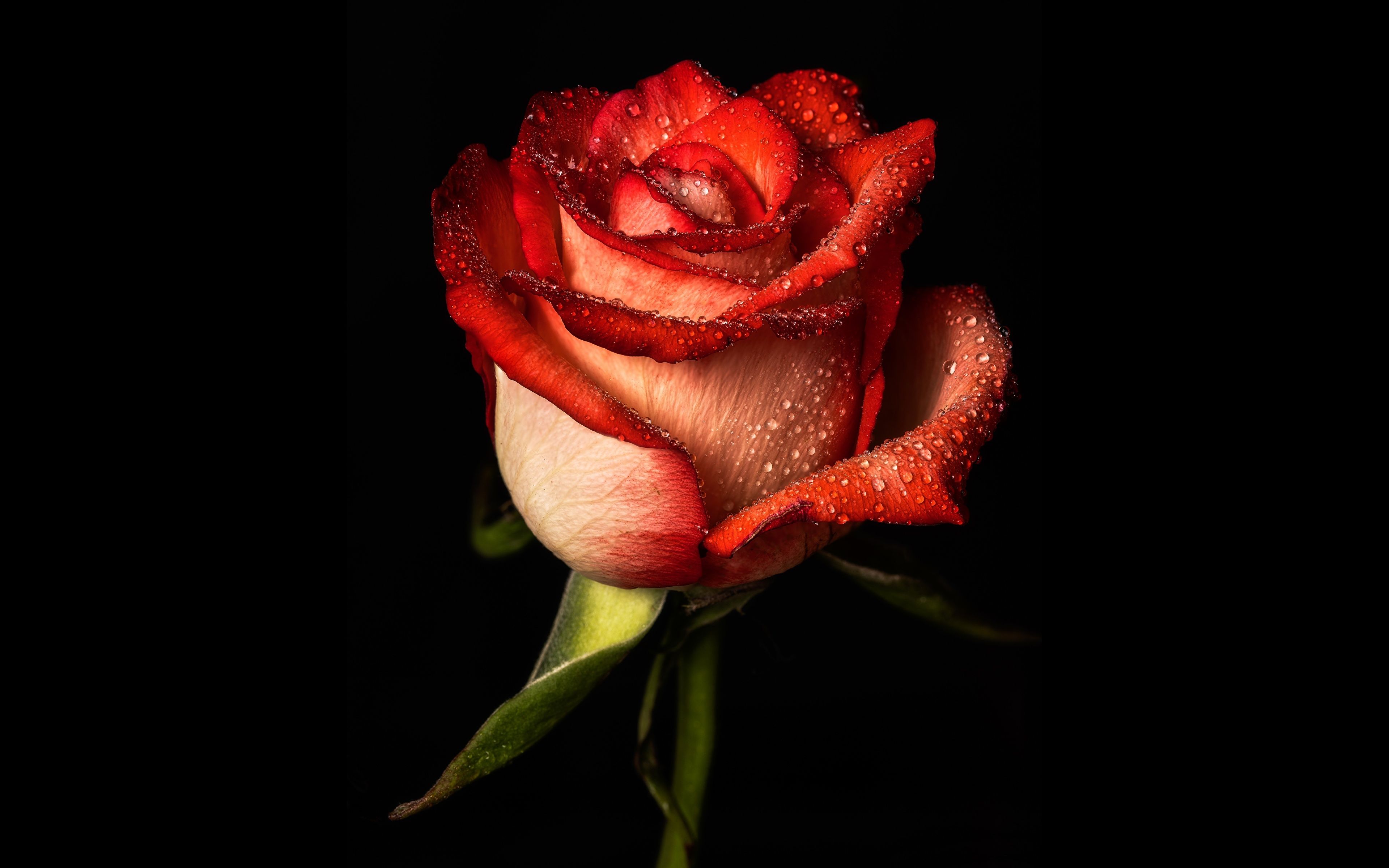 Desktop Wallpaper Roses Drops Flowers Closeup Black 3840x2400