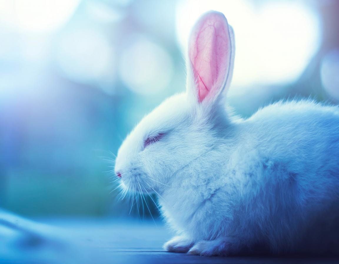 Blue Bunny Wallpaper Free Blue Bunny Background