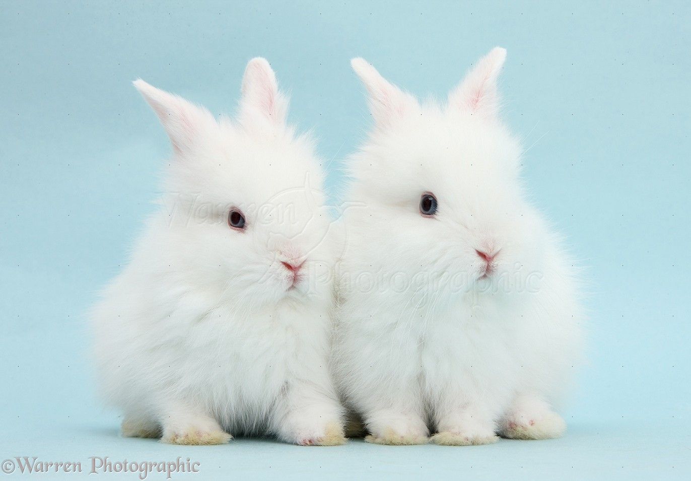 Two Cute Blue Eyed White Baby Bunnies Photo WP40218
