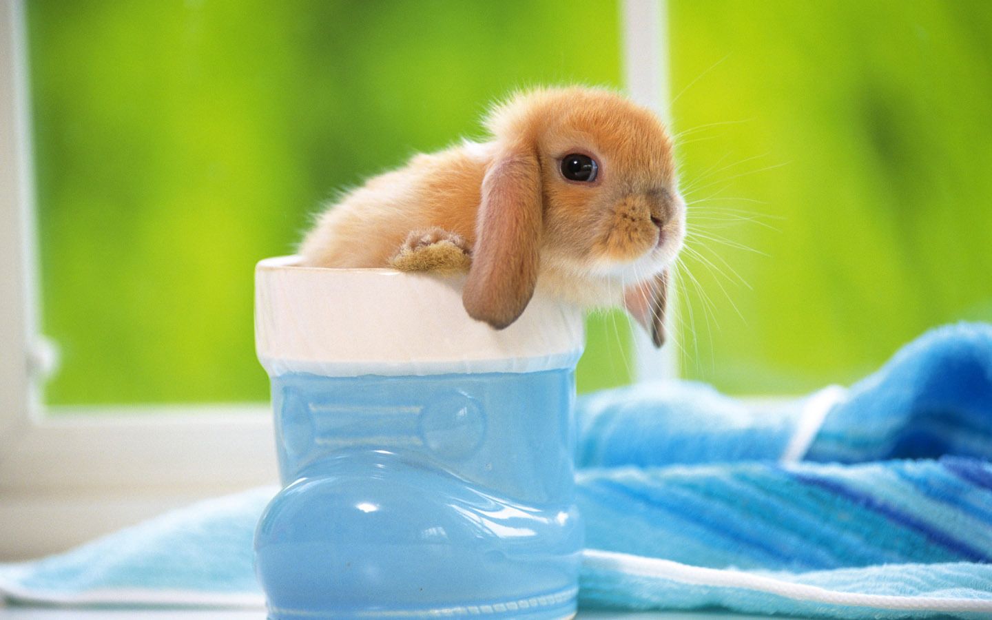 Cute Baby Bunny In Blue wallpaper
