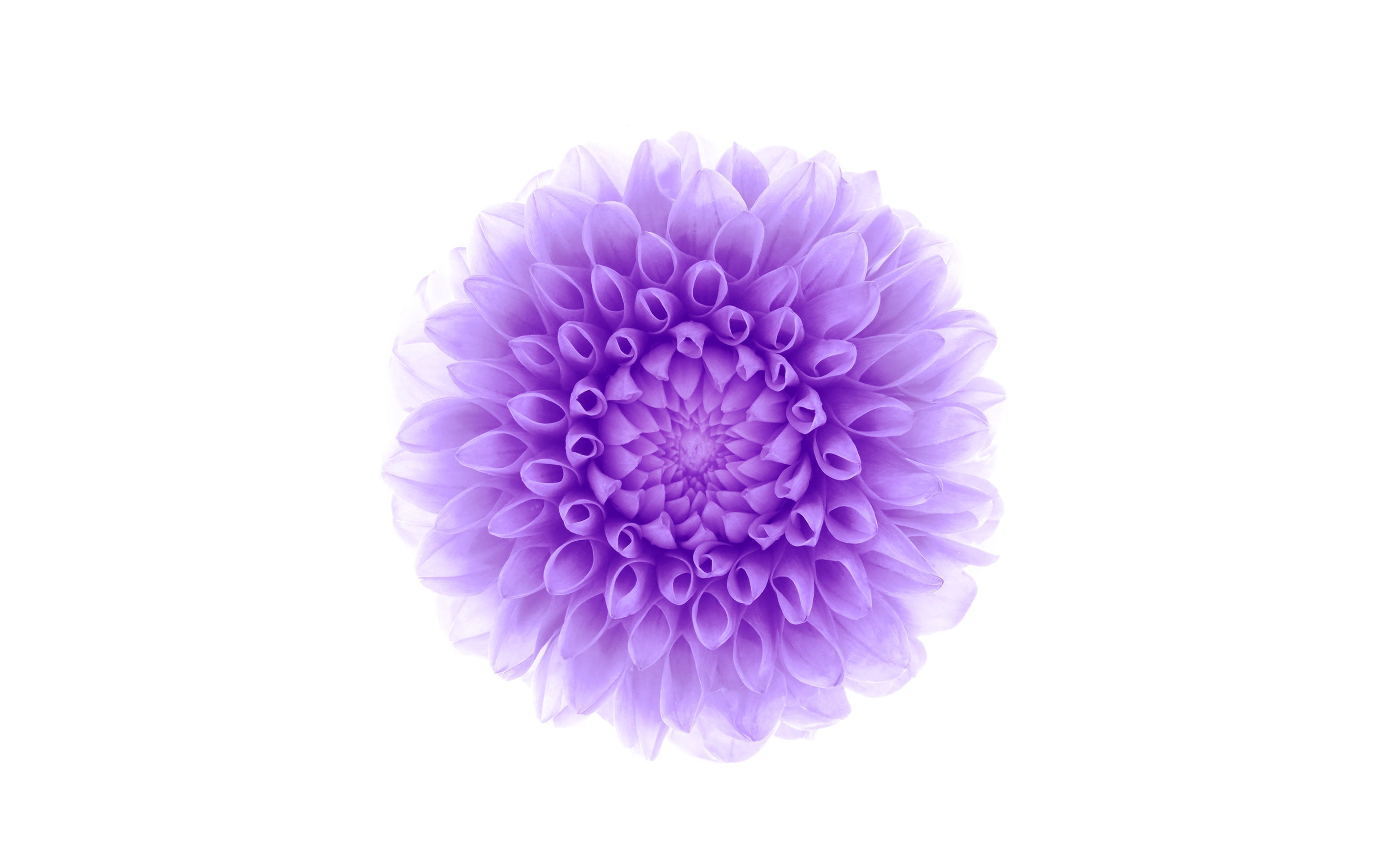Wallpaper Apple Iphone6 Plus Ios8 Flower Purple Wallpaper