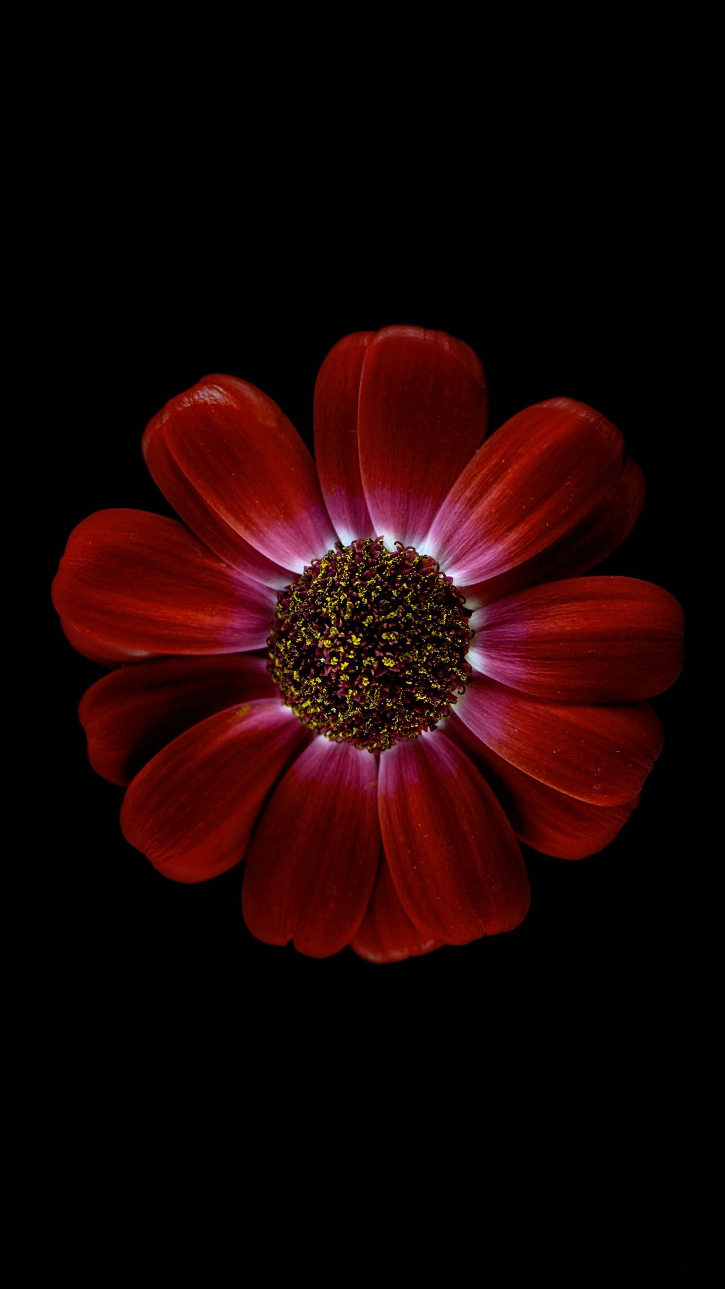 Amoled Floral 4k Mobile Wallpapers - Wallpaper Cave