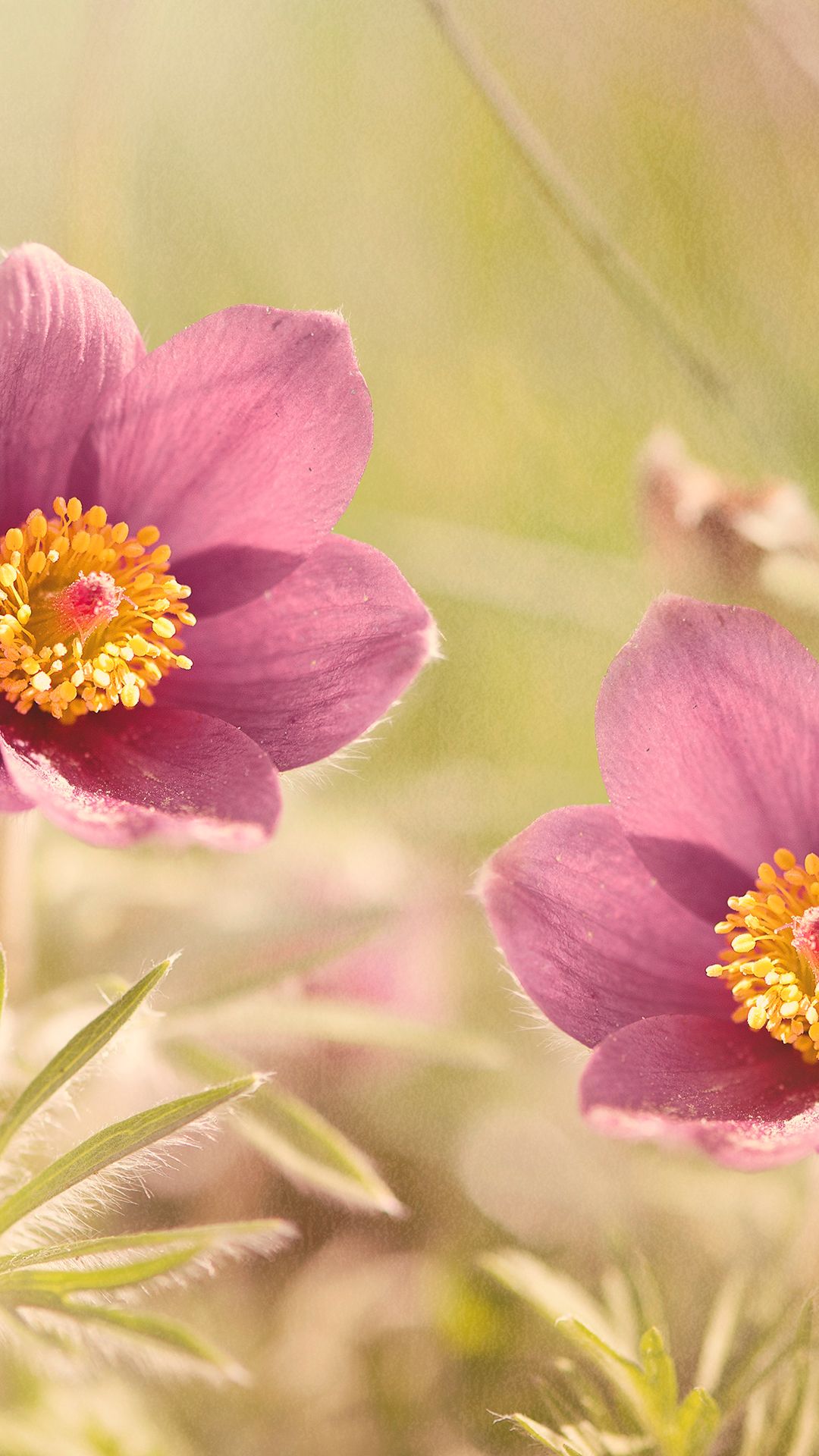 Pasque Flower Phone Wallpaper Best Flowers For Mobile, HD