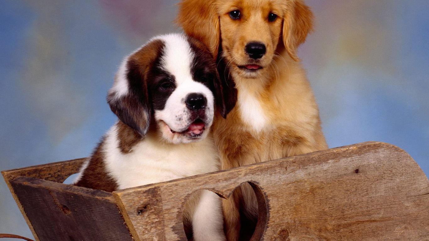Saint Bernard puppy in a box Desktop wallpaper 1366x768