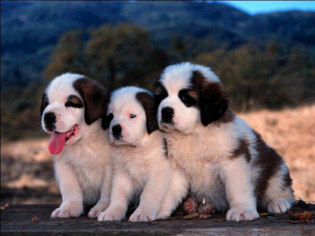 Cute Saint Bernard Puppies Hd, HD Wallpaper & background
