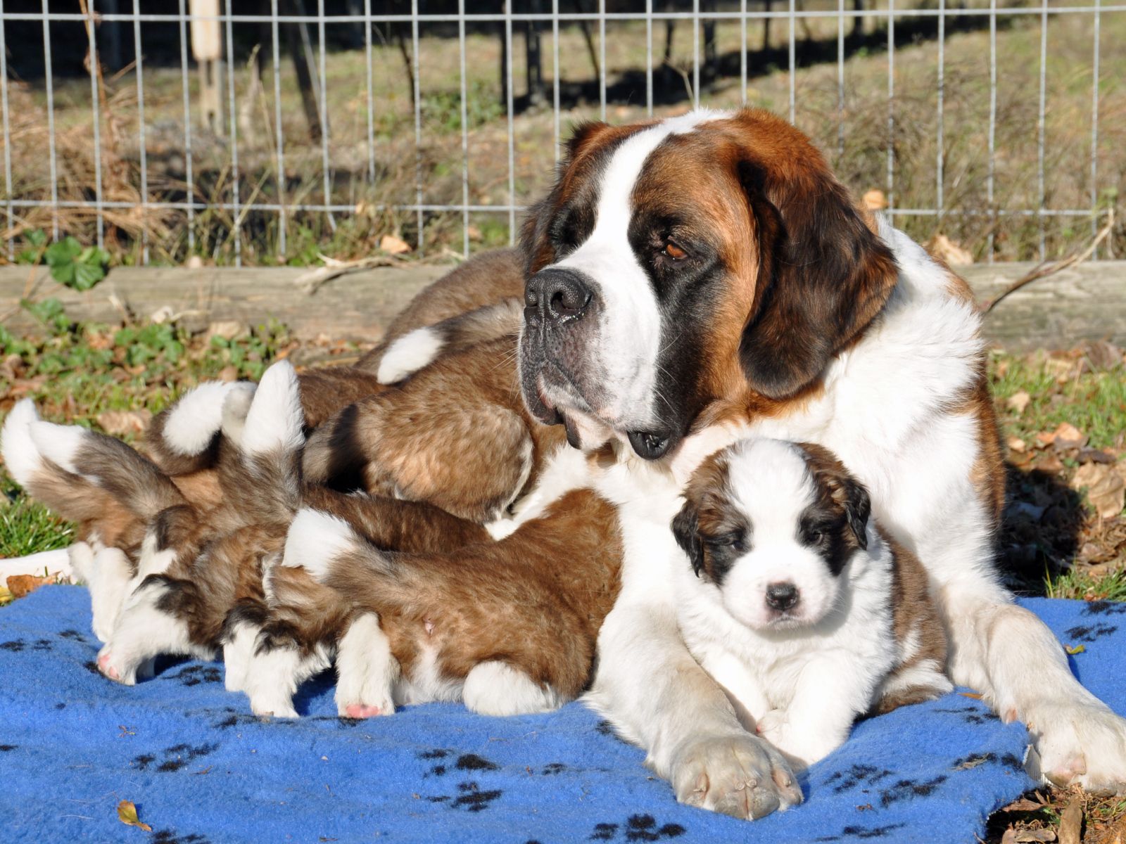St. Bernard puppies with mom Desktop wallpaper 1600x1200