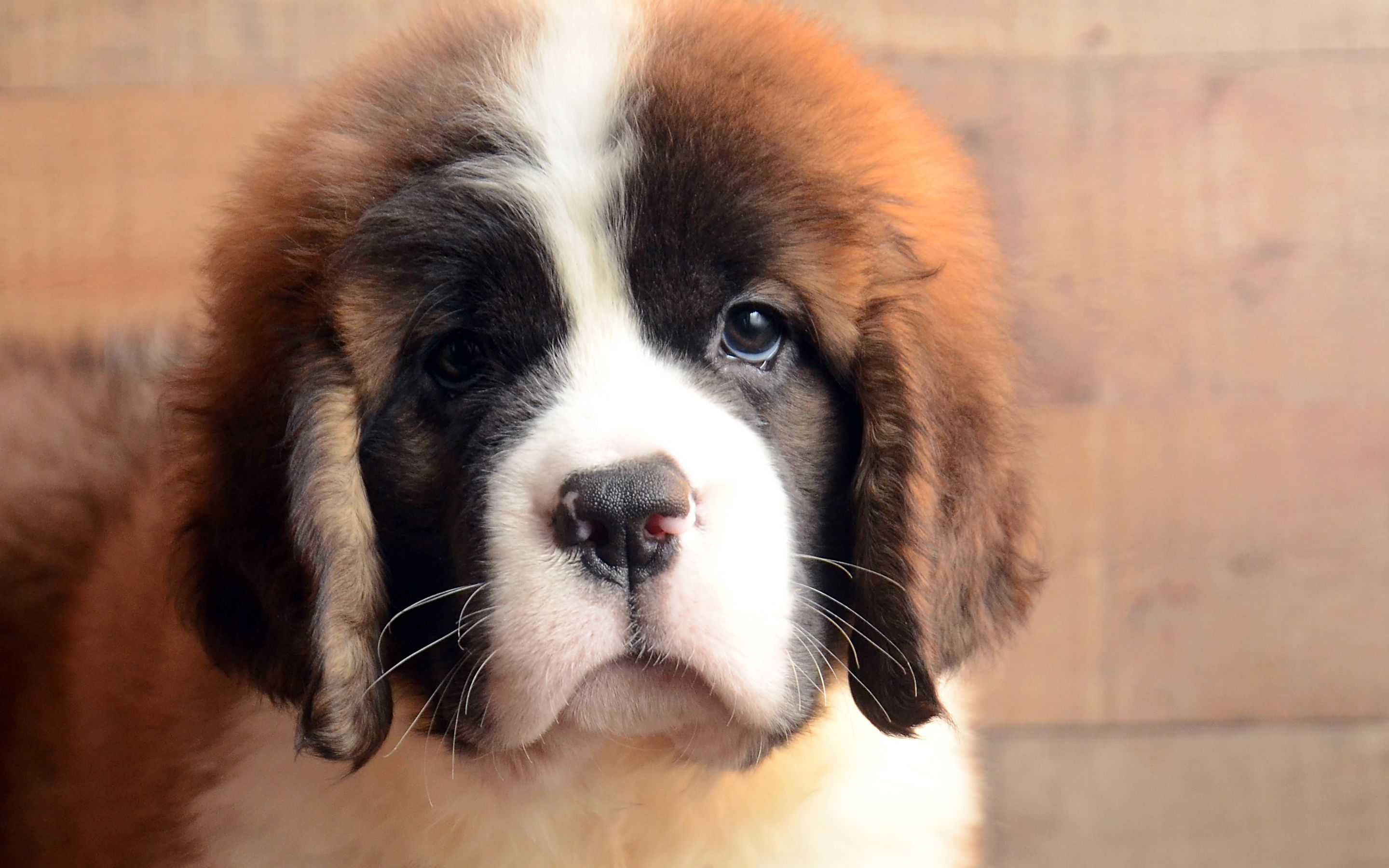 Download wallpaper Saint Bernard, dogs, pets, puppy, cute animals