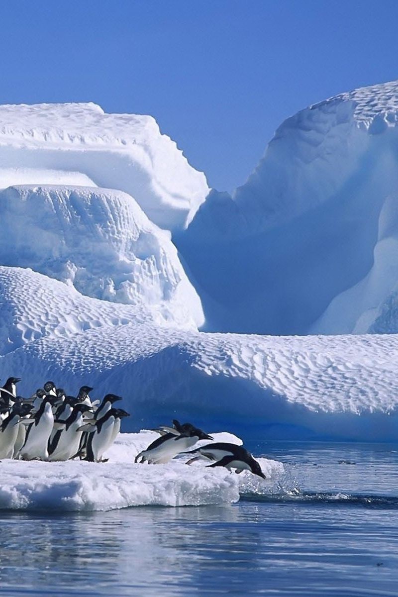 Download wallpaper 800x1200 penguins, flock, jump, ice, snow