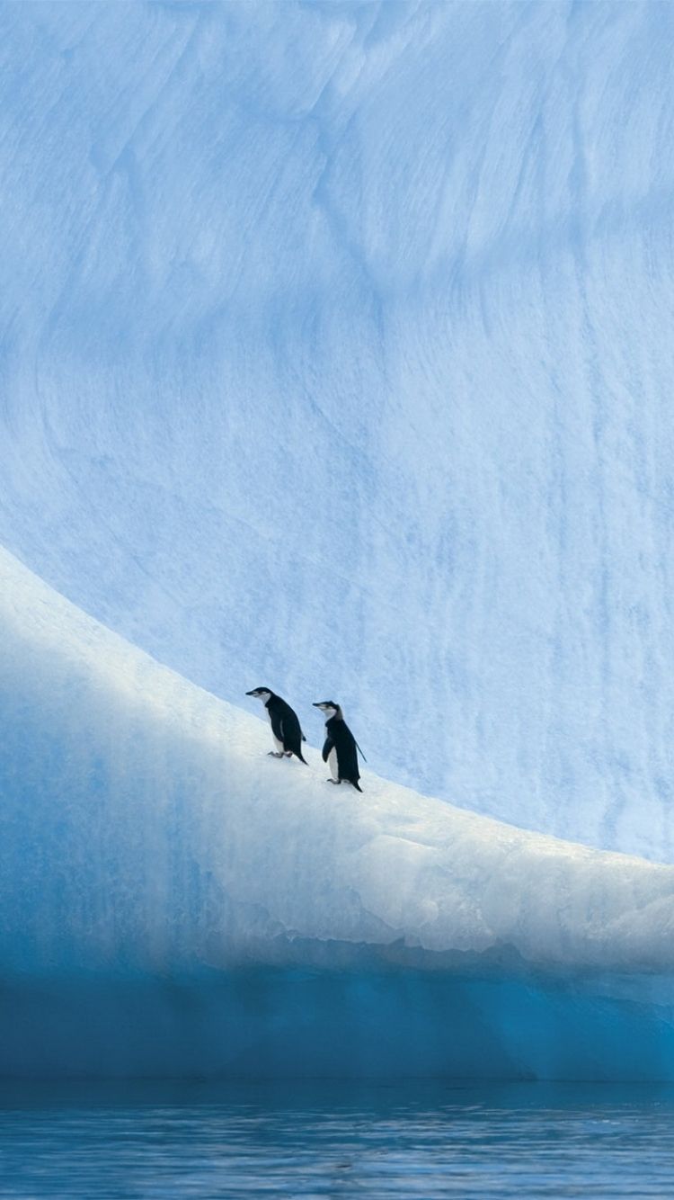 Animal Penguin (750x1334) Wallpaper