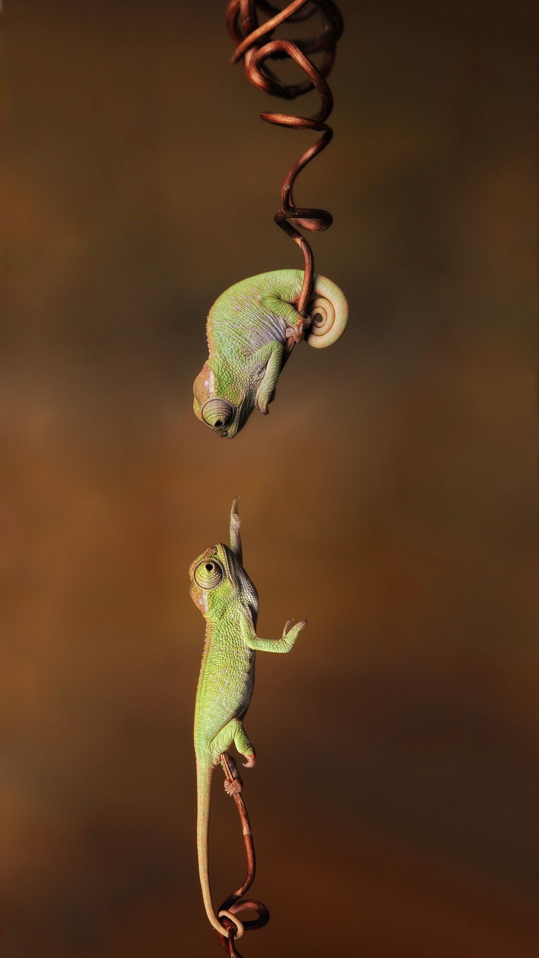 Cute Chameleon iPhone Wallpaper 3D iPhone Wallpaper